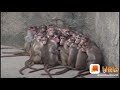 Korona Vachhindi Ani Janalu Gumpulu Gumpulu Ga Unte Kodutunnaru Kada Sir Kuda Gumpulu Unnai Vall