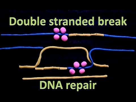 Double Strand Break