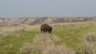 preview picture of video 'Bison at the Painted Canyon'