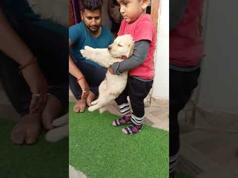 vihan with golden retriever dog#shorts