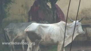 Rain at Shilpa sadan, Kolkata