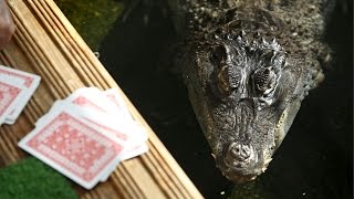 MAN KEEPS CROCODILE - IN HIS HOUSE!