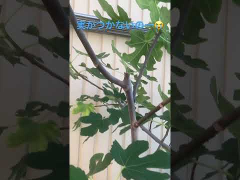 背が高すぎるイチジクの木を剪定するにはどうすればよいですか？簡単なヒントに従ってください。  庭園