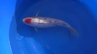 video van Tancho Sanke 2302013