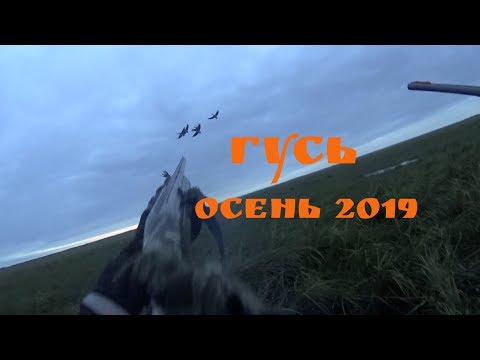 Охота на гуся осень 2019
