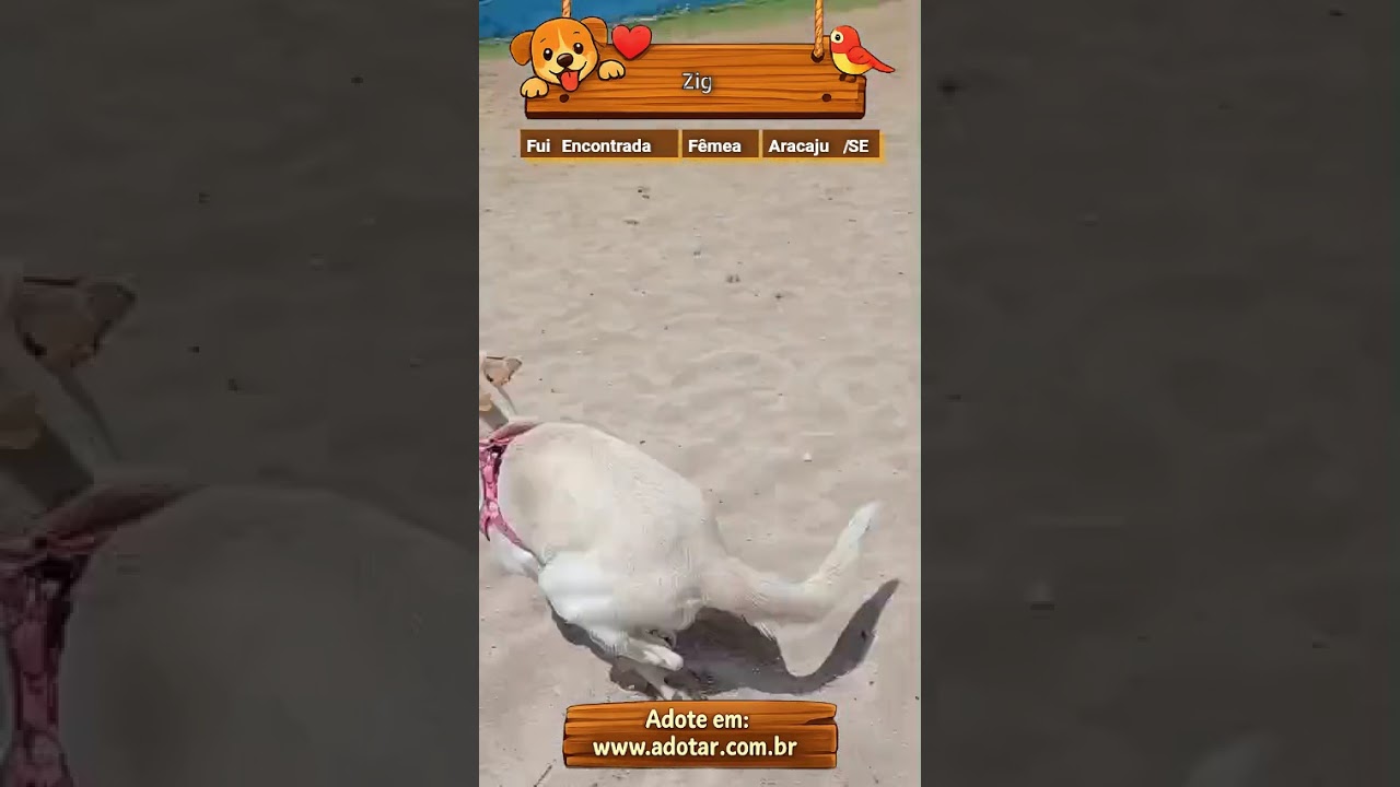 Cachorro raça SRD-ViraLata idade 7 a 11 meses nome Zig