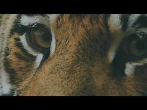 submerse - See You Soon - Album Teaser I (PMC169 - Project: Mooncircle, 2019)