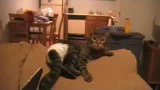preview picture of video 'Cat in diaper.'