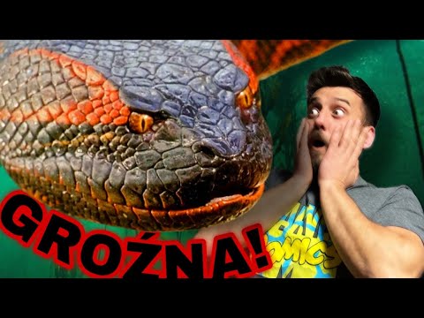 ANAKONDA ➡️ Bezwzględny Zabójca