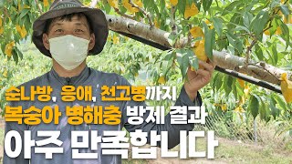 나방, 응애, 세균구멍병까지! 복숭아 병해충 방제 고민 깔끔하게 해결해드립니다