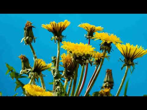 Flower (Original shot)