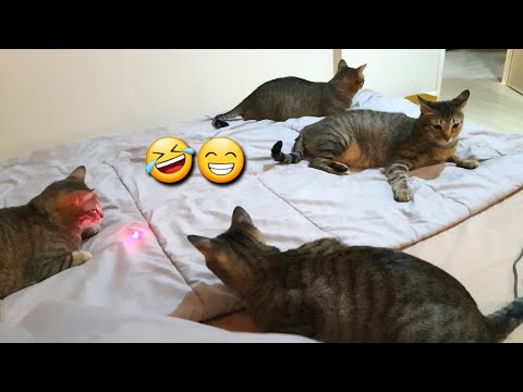Lazy cats with laser | What is looks like playing with lazy cats?