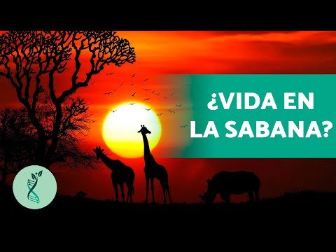 ¿Cuántos TIPOS de SABANAS hay? 🏜️ (Características, Flora y Fauna, Localización)