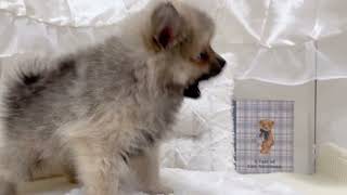 ポメラニアンの動画01