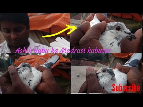Madrasi kabutar "Deep eye pigeon" by Raza Photography & Technical Video