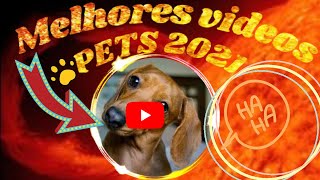 VDEOS ENGRAADOS 2021 DE ANIMAIS