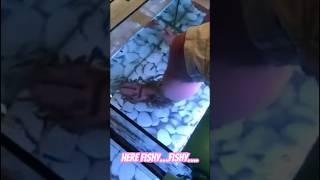 Here Fishy…Fishy!  #travel #funny #shorts