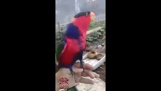 Parrot mimicking rooster  (parrot azaan dety huy)