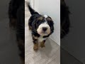 Mini Bernedoodle dogs for sale: Layla - Video 1
