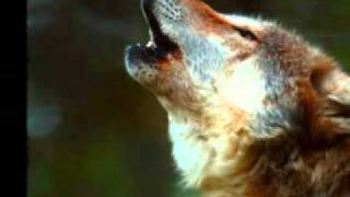 Ludwig Hirsch, Der Wolf.flv