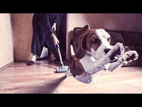 Funny Dogs vs Vacuum Cleaner Compilation 2014 [HD]