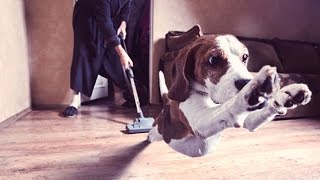 Funny Dogs vs Vacuum Cleaner Compilation 2014 [HD]