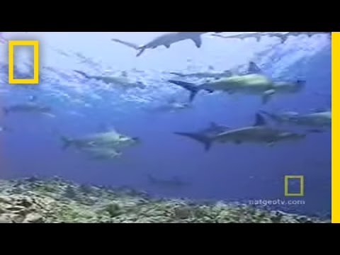 Hammerhead Sharks | National Geographic