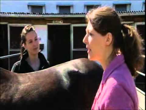 Dr. Sabrina Hinneberg - RedeRaum für Tierkommunikation: Zeit für Tiere - Teil 2/3