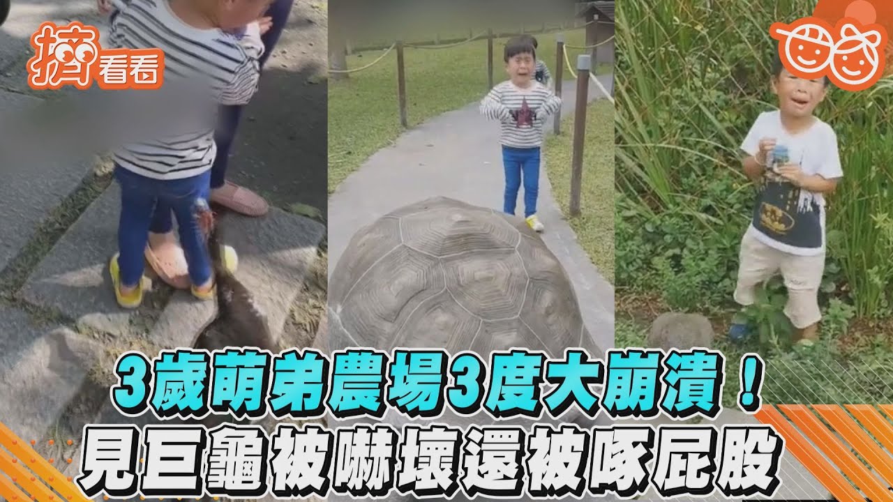 3歲萌弟農場3度大崩潰! 見巨龜被嚇壞還被啄屁股