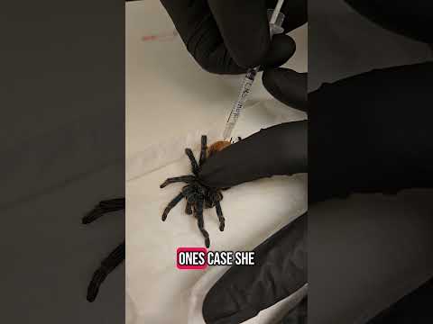 Tarantula Takes a Trip to the Vet