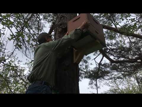 Installing two types of swarm traps