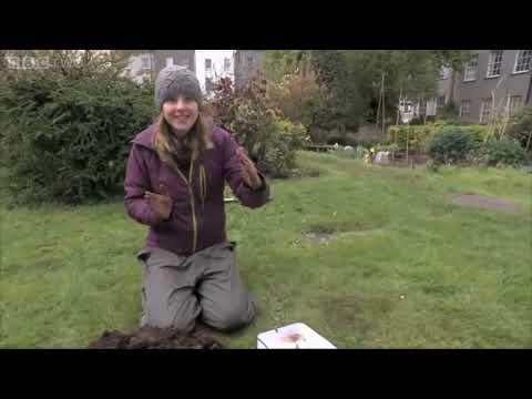 The Amazing World Of Earthworms In The UK