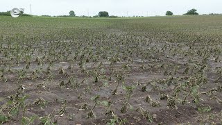 Градушката в Хасково напълно унищожи реколтата в региона
