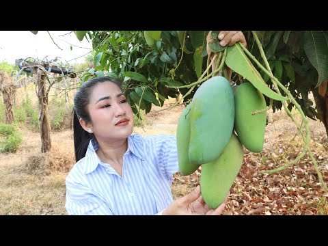 Countryside Vlog: Harvest green mango and cooking | Green mango recipe