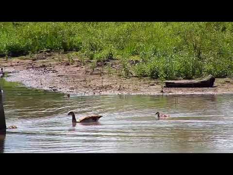 Djuma: Egyptian Geese and Little Grebe - 13:06 - 03/26/20