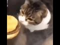 Here Kitty You Can Has Cheezburger Cat Funny Meme