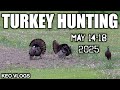 Turkey Hunting The Middle Of May