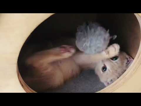 Adorable Kitten Video that Should go Viral