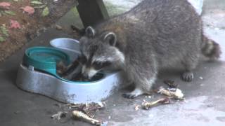 preview picture of video 'Visita di un procione (orsetto lavatore - raccoon).'
