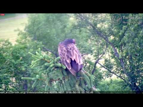 TZ Video 2016 06 16 055700 TURKEY VULTURE PREENING