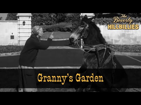 The Beverly Hillbillies | Season 2 Episode 3 | Granny's Garden