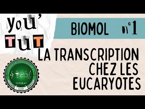 📚YOU'TUT📚 - MOLECULAR BIOLOGY - TRANSCRIPTION IN EUKARYOTAS 🧬👩‍🔬