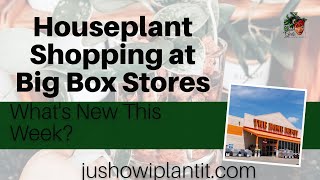 Houseplant Shopping at Home Depot & Lowes for Popular Houseplants