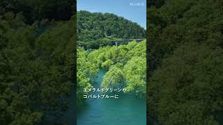 コバルトブルーに変幻「水没林」　雪解け水で水位上昇　秋田・秋扇湖