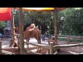 Bronx Zoo