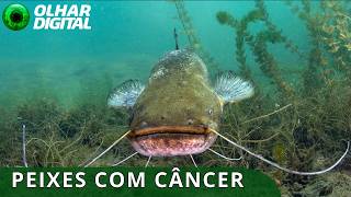Miniatura do vídeo