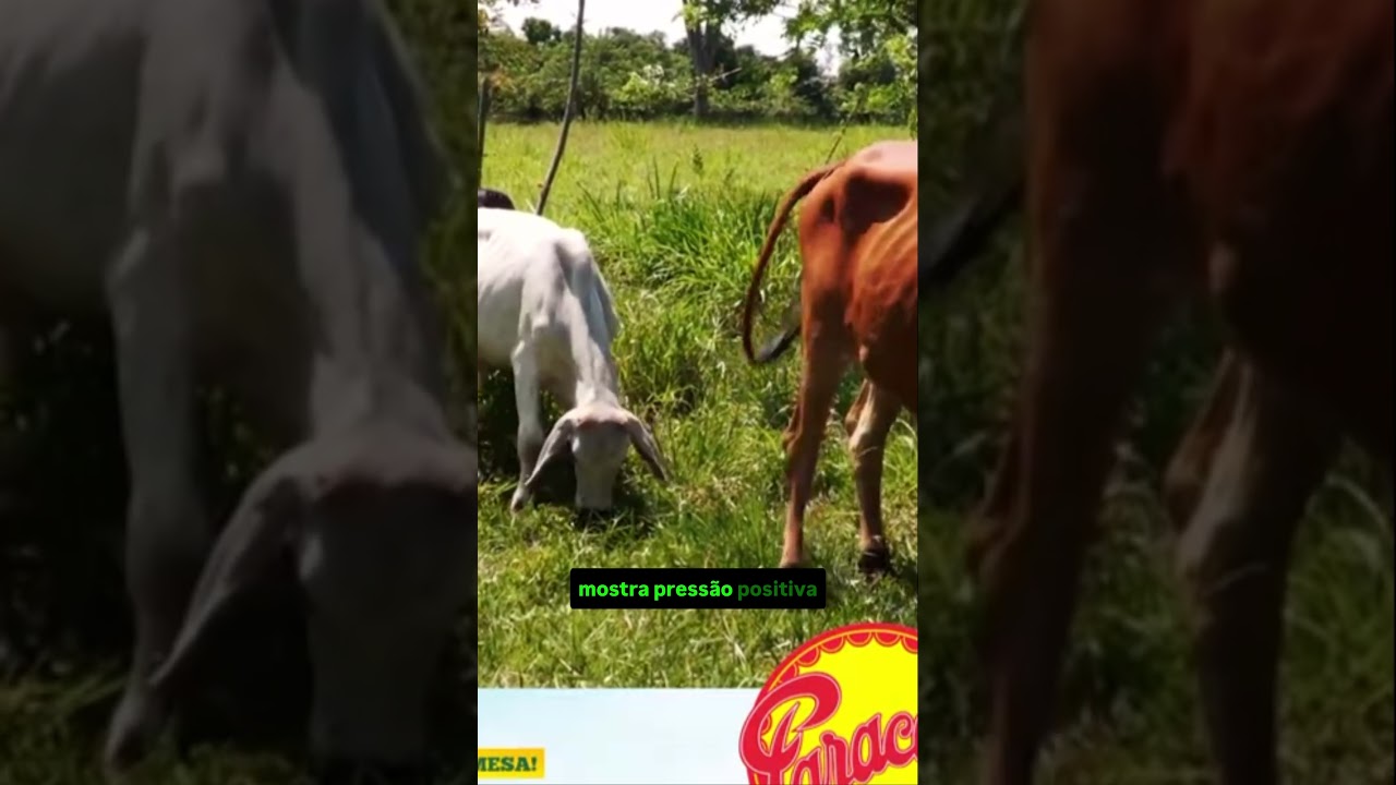 Pecuária: Boi Gordo a R$350; Produtores ouvidos sobre importação de leite.