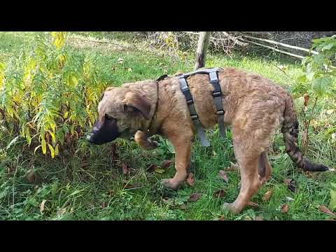 Jasper auf Pflegestelle 11.11.2022 (1) - New Home for Strays e. V.