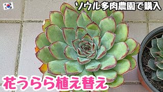 【多肉植物】花うららの植え替え！ソウル多肉市場で買ってきた多肉、春までもうすぐ🌸