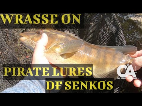 LURE FISHING FOR WRASSE - Pirate Lures | DF Senko